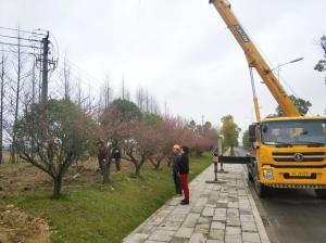  外環(huán)線道路景觀工程二、三標(biāo)段進(jìn)行補(bǔ)植復(fù)綠工作